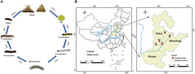 Variation of Helicoverpa armigera symbionts across developmental stages and geographic locations